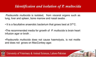 Identificaion and isolation of P. multocida
Pasteurella multocida is isolated, from visceral organs such as
lung, liver and spleen, bone marrow and nasal swabs .
• It is a facultative anaerobic bacterium that grows best at 37°C.
•The recommended media for growth of P. multocida is brain heart
infusion agar or broth .
•Pasteurella multocida does not cause haemolysis, is not motile
and does not grows on MacConkey agar.
 