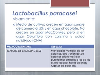 Lactobacillus paracasei
Aislamiento:
 Medio de cultivo: crecen en agar sangre
de carnero al 5% y en agar chocolate. No
crecen en agar MacConkey pero si en
agar Columbia con colistina y acido
nalidíxico (CNA)
MICROORGANISMO ASPECTO
ESPECIES DE LACTOBACILLUS Morfologías múltiples de las
colonias, que varían desde
colonias alfahemolíticas
puntiformes similares a las de los
estreptococos hasta colonias
rugosas de color gris.
 