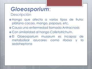 Gloeosporium:
Descripción
 Hongo que afecta a varios tipos de fruta:
plátano cacao, mango, papaya, etc.
 Causa una enfermedad llamada Antracnosis
 Con similaridad al hongo Colletotrichum.
 El Gloeosporium musarum es incapaz de
metabolizar azucares como ribosa y la
sedoheptona
 