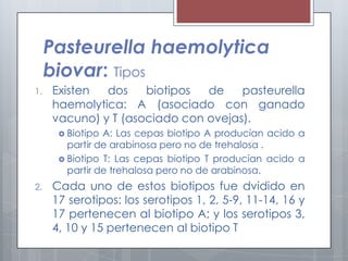 Pasteurella haemolytica