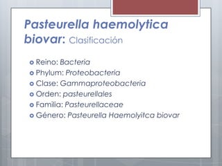 Pasteurella haemolytica