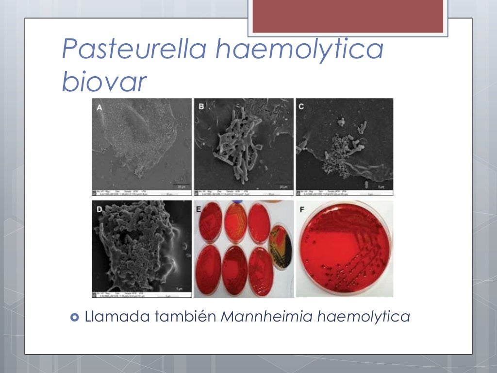 Pasteurella haemolytica