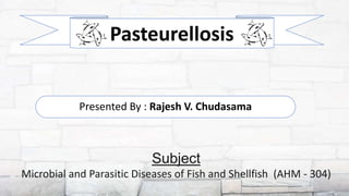 Presented By : Rajesh V. Chudasama
Subject
Microbial and Parasitic Diseases of Fish and Shellfish (AHM - 304)
Pasteurellosis
 