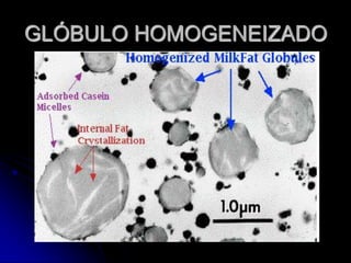 GLÓBULO HOMOGENEIZADO

 