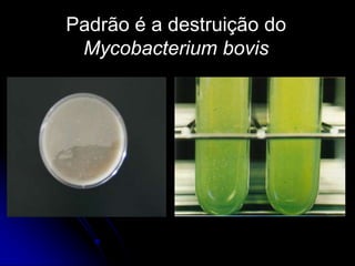 Padrão é a destruição do
Mycobacterium bovis

 