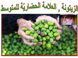 L'olivier un marqueur culturel de la Méditerranée