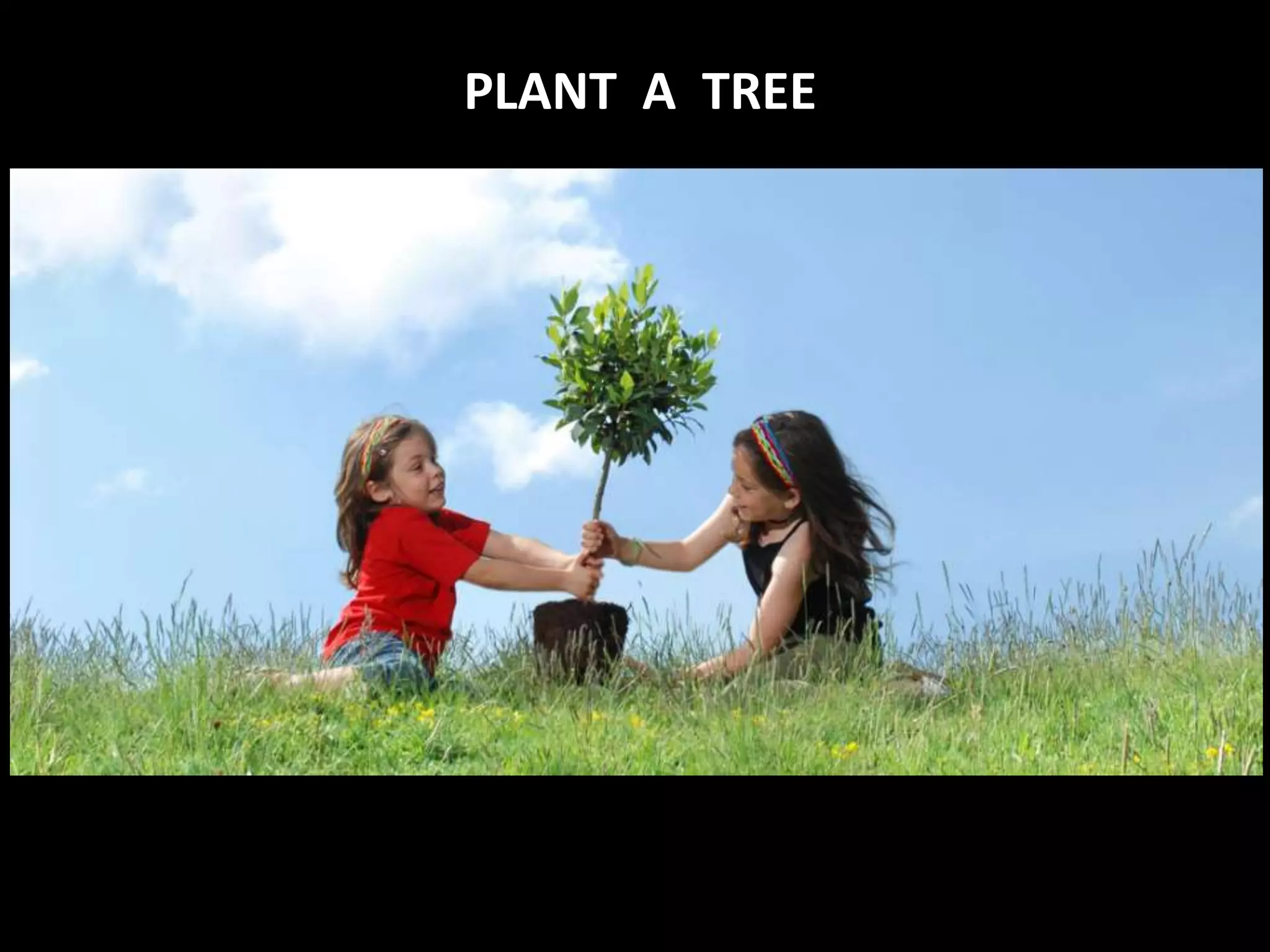 PLANT A TREE