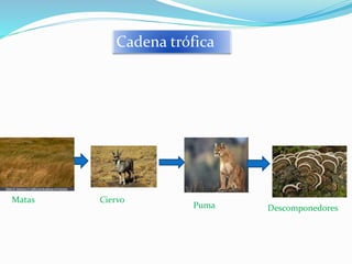 Cadena trófica 
Matas Ciervo 
Puma Descomponedores 
 