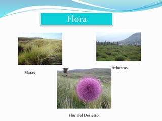 Flora 
Matas 
Arbustos 
Flor Del Desierto 
 