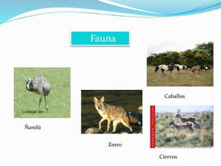 Fauna 
Zorro 
Ñandú 
Caballos 
Ciervos 
 