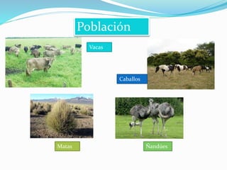Población 
Vacas 
Caballos 
Matas Ñandúes 
 