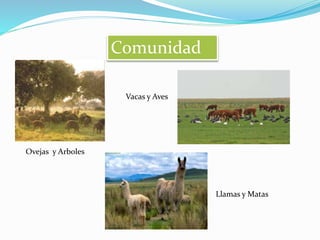 Comunidad 
Ovejas y Arboles 
Llamas y Matas 
Vacas y Aves 
 