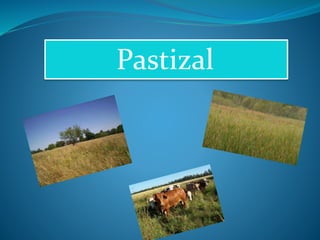Pastizal 
 