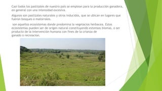 Casi todos los pastizales de nuestro país se emplean para la producción ganadera,
en general con una intensidad excesiva.
Algunos son pastizales naturales y otros inducidos, que se ubican en lugares que
fueron bosques o matorrales.
son aquellos ecosistemas donde predomina la vegetacios herbacea. Estos
ecosistemas pueden ser de origen natural constituyendo extensos biomas, o ser
producto de la intervención humana con fines de la crianza de
ganado o recreacion.
 