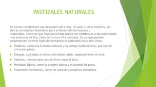 PASTIZALES NATURALES
En ciertas condiciones que dependen del clima, el suelo y otros factores, las
tierras no resultan favorables para el desarrollo de bosques o
matorrales, mientras que muchas hierbas suelen ser resistentes a las condiciones
más extremas de frío, falta de lluvia y alta montaña. Es así que pueden
desarrollarse diversos tipos de herbazales o pastizales naturales como:
 Praderas, como las Grandes Llanuras y la pampa (Sudamérica), que son de
clima templado.
 Estepas, asociadas al clima continental árido, especialmente en Asia.
 Sabanas, relacionadas con el clima tropical seco.
 Herbazal alpino, como la pradera alpina y el pajonal de puna.
 Humedales herbáceos, como las sabanas y praderas inundadas.
 