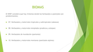 BIOMAS
El WWF considera que hay 4 biomas donde los herbazales o pastizales son
predominantes:
 07. Herbazales y matorrales tropicales y subtropicales (sabanas)
 08. Herbazales y matorrales templados (praderas y estepas)
 09. Herbazales de inundación (pantanos)
 10. Herbazales y matorrales montanos (pastizales alpinos)
 