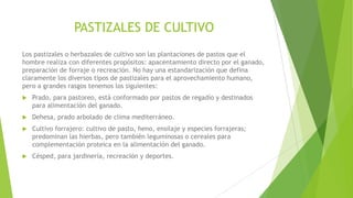 PASTIZALES DE CULTIVO
Los pastizales o herbazales de cultivo son las plantaciones de pastos que el
hombre realiza con diferentes propósitos: apacentamiento directo por el ganado,
preparación de forraje o recreación. No hay una estandarización que defina
claramente los diversos tipos de pastizales para el aprovechamiento humano,
pero a grandes rasgos tenemos los siguientes:
 Prado, para pastoreo, está conformado por pastos de regadío y destinados
para alimentación del ganado.
 Dehesa, prado arbolado de clima mediterráneo.
 Cultivo forrajero: cultivo de pasto, heno, ensilaje y especies forrajeras;
predominan las hierbas, pero también leguminosas o cereales para
complementación proteica en la alimentación del ganado.
 Césped, para jardinería, recreación y deportes.
 