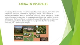 FAUNA EN PASTIZALES
roedores y otros animales pequeños: vizcachas, maras y cuises, armadillos como
los peludos y mulitas, comadrejas, lagartijas y zorros. Entre las aves se
encuentran ñandúes, perdices americanas, lechuzas, patos, martinetas, chajáes,
teros, chimangos y caranchos. De las especies de pájaros que pueblan los sitios
arbolados se distinguen horneros, cardenales, calandrias, benteveos, tijeretas,
churrinches y picaflores. En las regiones de pajonales abundan los pechos
colorados, las cachirlas y los chingolo.
 