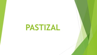 PASTIZAL
 