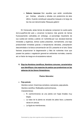  Sabana boscosa: Son aquellas que están constituidas
por hierbas, arbustos y árboles con predominio de éste
último. Cuando constituyen pequeños bosques a lo largo de
los ríos son denominados “Bosques galería”.
En Venezuela, estas tierras de sabanas componen la cuarta parte
de la superficie del país y encarnan la reserva más grande de tierras
fructuosamente cultivables, sin embargo, un porcentaje importante de
sus suelos son ácidos y pobres en nutrientes por sus escasas reservas
minerales y orgánicas, dichos suelos presentan, normalmente, una baja
productividad inmediata gracias a temperaturas elevadas, precipitación
descontrolada o la tóxica concentración de CO2 presente en el aire. Estos
factores proporcionan la degeneración y falta de nutrientes ricos que
poseen los pastos o vegetación general en ambientes normales, creando
así un factor de riesgo en el ecosistema natural.
6. Diga los Nombres científicos, Nombres comunes, característica
que identifique a las especies de pastos que predominan en las
sabanas de los llanos Venezolanos:
Pastos Naturales:
 Paja peluda:
-Nombre común: Gramínea corredora, sancarana, paja peluda.
-Nombre científico: Rottboellia cochinchinensis.
-Características:
o R. cochinchinensis es una planta con hojas lineales muy
largas.
o La base de la planta es erizada de pelos lisos y presenta
raíces en zancos.
o La lígula es membranosa.
Downloaded by Jorge ulises Legorreta carrera (impresoras@grupoexpansion.com)
lOMoARcPSD|12540030
 