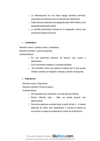 o La inflorescencia es una falsa espiga cilíndrica terminal,
compuesta de artículos que se desarticulan fácilmente.
o Cada artículo consta de una espiguilla sésil, fértil, biflora y una
espiguilla pediculada estéril.
o La semilla permanece incluida en la espiguilla, misma que
permanece fijada al artículo.
 Lambedora
-Nombre común: Lambe Lambe, Lambedora.
-Nombre científico: Leersia hexandra.
-Características:
o Es una gramínea perenne de textura muy suave y
estolonífera.
o Con crecimiento mediano y semidecumbente.
o Se considera como una pastura invasora por lo que puede
infestar canales de irrigación, drenaje y bordes de lagunas.
 Paja terrón.
-Nombre común: Paja terrón.
-Nombre científico: Panicum laxum.
-Características:
o Se caracteriza por presentar una alta tasa de rebrote.
o Buena relación hoja – tallo, se puede asociar con
leguminosas.
o Su primer pastoreo se debe hacer a partir de los 3 – 4 meses
después de haber sido establecido o cuando la planta se
encuentre en etapa de prefloración (antes de la floración).
Downloaded by Jorge ulises Legorreta carrera (impresoras@grupoexpansion.com)
lOMoARcPSD|12540030
 