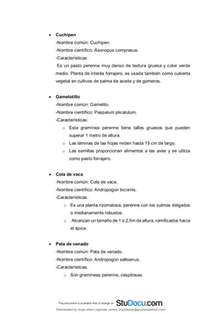  Cuchipen
-Nombre común: Cuchipen.
-Nombre científico: Axonopus compresus.
-Características:
Es un pasto perenne muy denso de textura gruesa y color verde
medio. Planta de interés forrajero, es usada también como cubierta
vegetal en cultivos de palma de aceite y de gomeros.
 Gamelotillo
-Nombre común: Gamelito.
-Nombre científico: Paspalum plicatulum.
-Características:
o Esta gramínea perenne tiene tallos gruesos que pueden
superar 1 metro de altura.
o Las láminas de las hojas miden hasta 15 cm de largo.
o Las semillas proporcionan alimentos a las aves y se utiliza
como pasto forrajero.
 Cola de vaca
-Nombre común: Cola de vaca.
-Nombre científico: Andropogon bicornis.
-Características:
o Es una planta rizomatosa, perenne con los culmos delgados
o medianamente robustos.
o Alcanzan un tamaño de 1 o 2.5m de altura, ramificados hacia
el ápice.
 Pata de venado
-Nombre común: Pata de venado.
-Nombre científico: Andropogon selloanus.
-Características:
o Son gramíneas perenne, cespitosas.
Downloaded by Jorge ulises Legorreta carrera (impresoras@grupoexpansion.com)
lOMoARcPSD|12540030
 