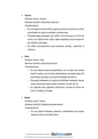  Tanner
-Nombre común: Tanner
-Nombre científico: Brachiaria radicans.
-Características:
o Es una especie estolonífera, agresiva perenne donde es común
encontrarla en zonas inundadas y pantanosas.
o Presenta hojas oblongas, que miden 15 cm de largo y 14 mm de
ancho, con vellos en los nudos, tallos angulosos que enraízan en
los nódulos más bajos.
o Se utiliza principalmente para pastoreo pesado, rotacional o
continuo.
 Pará
-Nombre común: Pará
-Nombre científico: Brachiaria mutica.
-Características:
o Es una planta perenne estolonífera, con un tallo que puede
medir 5 metros, con muchas vellosidades, sus hojas miden 30
centímetros de largo y de ancho alrededor de 20mm.
o Se puede establecer en suelos de fertilidad moderada, desde
suelos arenosos hasta suelos arcillosos con pH de 4.5.
o Es utilizado para pastoreo rotacional y forraje en forma de
heno, henolaje o ensilaje.
 Swazi
-Nombre común: Swazi
-Nombre científico: Digitaria swazilandensis.
-Características:
o Es una planta herbácea, perenne y estolonífera que puede
alcanzar alturas de hasta 40cm,
Downloaded by Jorge ulises Legorreta carrera (impresoras@grupoexpansion.com)
lOMoARcPSD|12540030
 