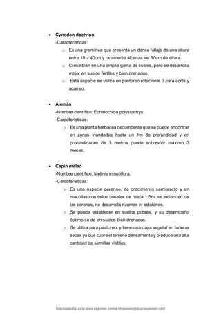  Cynodon dactylon:
-Características:
o Es una gramínea que presenta un denso follaje de una altura
entre 10 – 40cm y raramente alcanza los 90cm de altura.
o Crece bien en una amplia gama de suelos, pero se desarrolla
mejor en suelos fértiles y bien drenados.
o Esta especie se utiliza en pastoreo rotacional o para corte y
acarreo.
 Alemán
-Nombre científico: Echinochloa polystachya.
-Características:
o Es una planta herbácea decumbente que se puede encontrar
en zonas inundadas hasta un 1m de profundidad y en
profundidades de 3 metros puede sobrevivir máximo 3
meses.
 Capin melao
-Nombre científico: Melinis minutiflora.
-Características:
o Es una especie perenne, de crecimiento semierecto y en
macollas con tallos basales de hasta 1.5m, se extienden de
las coronas, no desarrolla rizomas ni estolones.
o Se puede establecer en suelos pobres, y su desempeño
óptimo se da en suelos bien drenados.
o Se utiliza para pastoreo, y tiene una capa vegetal en laderas
secas ya que cubre el terreno densamente y produce una alta
cantidad de semillas viables.
Downloaded by Jorge ulises Legorreta carrera (impresoras@grupoexpansion.com)
lOMoARcPSD|12540030
 