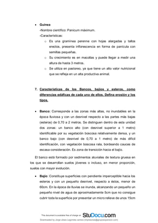  Guinea
-Nombre científico: Panicum máximum.
-Características:
o Es una gramínea perenne con hojas alargadas y tallos
erectos, presenta inflorescencia en forma de panícula con
semillas pequeñas.
o Su crecimiento es en macollas y puede llegar a medir una
altura de hasta 3 metros.
o Se utiliza en pastoreo, ya que tiene un alto valor nutricional
que se refleja en un alta productiva animal.
7. Características de los Bancos, bajíos y esteros, como
diferencias edáficas de cada uno de ellos. Defina erosión y los
tipos.
 Banco: Corresponde a las zonas más altas, no inundables en la
época lluviosa y con un desnivel respecto a las partes más bajas
(esteros) de 0,70 a 2 metros. Se distinguen dentro de esta unidad
dos zonas: un banco alto (con desnivel superior a 1 metro)
identificable por su vegetación boscosa relativamente densa, y un
banco bajo (con desnivel de 0,70 a 1 metro) de más difícil
identificación, con vegetación boscosa rala, bordeando cauces de
escasa consideración. Es zona de transición hacia el bajío.
El banco está formado por sedimentos aluviales de textura gruesa en
los que se desarrollan suelos jóvenes o incluso, en menor proporción,
suelos con mayor evolución.
 Bajío: Constituye superficies con pendiente imperceptible hacia los
esteros y con un pequeño desnivel, respecto a éstos, menor de
60cm. En la época de lluvias se inunda, alcanzando un pequeño un
pequeño nivel de agua de aproximadamente 5cm que no consigue
cubrir toda la superficie por presentar un micro relieve de unos 15cm
Downloaded by Jorge ulises Legorreta carrera (impresoras@grupoexpansion.com)
lOMoARcPSD|12540030
 