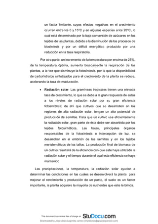 un factor limitante, cuyos efectos negativos en el crecimiento
ocurren entre los 0 y 15°C y en algunas especies a los 20°C, lo
cual está determinado por la baja conversión de azúcares en los
tejidos de las plantas, debido a la disminución de los procesos de
biosíntesis y por un déficit energético producido por una
reducción en la tasa respiratoria.
Por otra parte, un incremento de la temperatura por encima de 25%,
de la temperatura óptima, aumenta bruscamente la respiración de las
plantas, a la vez que disminuye la fotosíntesis, por lo que la disponibilidad
de carbohidratos sintetizados para el crecimiento de la planta se reduce,
acelerando la tasa de maduración.
 Radiación solar: Las gramíneas tropicales tienen una elevada
tasa de crecimiento, lo que se debe a la gran respuesta de estas
a los niveles de radiación solar por su gran eficiencia
fotosintética; de ahí que cultivos que se desarrollen en las
regiones de alta radiación solar, tengan un alto potencial de
producción de semillas. Para que un cultivo use eficientemente
la radiación solar, gran parte de ésta debe ser absorbida por los
tejidos fotosintéticos. Las hojas, principales órganos
responsables de la fotosíntesis e intercepción de luz, se
desarrollan en el embrión de las semillas y en los tejidos
meristemáticos de los tallos. La producción final de biomasa de
un cultivo resultará de la eficiencia con que este haya utilizado la
radiación solar y el tiempo durante el cual esta eficiencia se haya
mantenido
Las precipitaciones, la temperatura, la radiación solar ayudan a
determinar las condiciones en las cuales se desenvolverá la planta para
mejorar el rendimiento y producción de un pasto, el suelo es un factor
importante, la planta adquiere la mayoría de nutrientes que este le brinda.
Downloaded by Jorge ulises Legorreta carrera (impresoras@grupoexpansion.com)
lOMoARcPSD|12540030
 