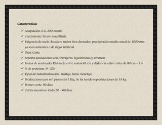 Características
 Adaptación: 0.2-250 msnm
 Crecimiento: Erecto macollante
 Exigencia de suelo: Requiere suelos bien drenados, precipitación medio anual de 1000 mm
ya sean naturales o de riego artificial.
 Usos: Corte
 Soporta asociaciones con: forrajeras, leguminosas y arbóreas.
 Forma de sembrarlo: Distancia entre matas 65 cm y distancia entre calles de 80 cm – 1m
 % de proteínas: 9-12%
 Tipos de industrialización: Ensilaje, heno, henolaje.
 Producciones por m2
: promedio 11kg. Se ha tenido reproducciones de 18 kg
 Primer corte: 90 días
 Cortes sucesivos: Cada 50 - 60 días
 
