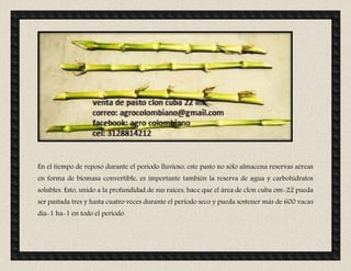 En el tiempo de reposo durante el período lluvioso, este pasto no sólo almacena reservas aéreas
en forma de biomasa convertible, es importante también la reserva de agua y carbohidratos
solubles. Esto, unido a la profundidad de sus raíces, hace que el área de clon cuba om-22 pueda
ser pastada tres y hasta cuatro veces durante el período seco y pueda sostener más de 600 vacas
día-1 ha-1 en todo el período.
 