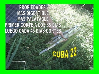 PROPIEDADES: MAS DIGESTIBLE MAS PALATABLE PRIMER CORTE A LOS 85 DIAS LUEGO CADA 45 DIAS CORTES CUBA 22 