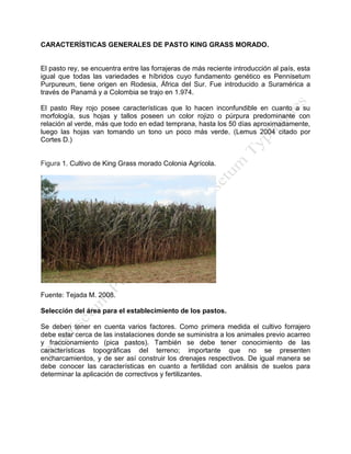 CARACTERÍSTICAS GENERALES DE PASTO KING GRASS MORADO. 
El pasto rey, se encuentra entre las forrajeras de más reciente introducción al país, esta igual que todas las variedades e híbridos cuyo fundamento genético es Pennisetum Purpureum, tiene origen en Rodesia, África del Sur. Fue introducido a Suramérica a través de Panamá y a Colombia se trajo en 1.974. 
El pasto Rey rojo posee características que lo hacen inconfundible en cuanto a su morfología, sus hojas y tallos poseen un color rojizo o púrpura predominante con relación al verde, más que todo en edad temprana, hasta los 50 días aproximadamente, luego las hojas van tomando un tono un poco más verde. (Lemus 2004 citado por Cortes D.) 
Figura 1. Cultivo de King Grass morado Colonia Agrícola. 
Fuente: Tejada M. 2008. 
Selección del área para el establecimiento de los pastos. 
Se deben tener en cuenta varios factores. Como primera medida el cultivo forrajero debe estar cerca de las instalaciones donde se suministra a los animales previo acarreo y fraccionamiento (pica pastos). También se debe tener conocimiento de las características topográficas del terreno; importante que no se presenten encharcamientos, y de ser así construir los drenajes respectivos. De igual manera se debe conocer las características en cuanto a fertilidad con análisis de suelos para determinar la aplicación de correctivos y fertilizantes. 
 