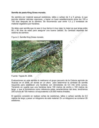 Semilla de pasto King Grass morado. 
Se siembra por material asexual (estolones, tallos o cañas) de 3 a 5 yemas, lo que permite obtener rebrotes vigorosos, y lograr un buen establecimiento entre los 120 a 150 días después de la siembra. Se recomienda usar entre 1,5 y 2 toneladas de material vegetativo por hectárea. 
Se debe usar semilla que no sea ni muy tierna ni muy vieja; lo mejor es que tenga entre 80 y 90 días de edad para asegurar una buena calidad. Su cantidad depende del sistema de siembra: 
Figura 2. Semilla King Grass morado. 
Fuente: Tejada M. 2008. 
Evaluaciones en este sentido lo realizaron el grupo pecuario de la Colonia agrícola de Acacias en el 2008, en donde en un aforo para determinar la cantidad de semilla requerida para establecer una hectárea con densidades de 0,5 mts entre surcos. Teniendo en cuenta que una hectárea tiene 100 metros de ancho x 100 metros de largo, y que si tomáramos como referencia estas características del área, tendríamos 200 surcos de 100 metros o el equivalente a 20.000 metros lineales. 
El ejercicio consistió en realizar cortes de (estolones, tallos o cañas) semilla de 0,5 metros de largo y pesar un kilogramo de este material. En un kilogramo se contaron 26 estolones. 
 