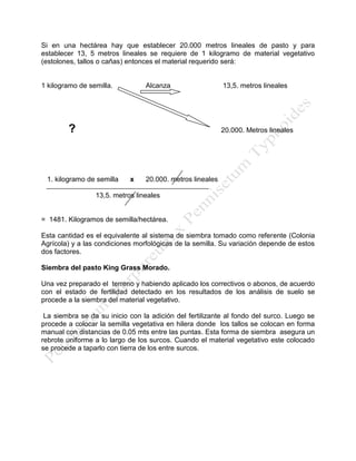 Si en una hectárea hay que establecer 20.000 metros lineales de pasto y para establecer 13, 5 metros lineales se requiere de 1 kilogramo de material vegetativo (estolones, tallos o cañas) entonces el material requerido será: 
1 kilogramo de semilla. Alcanza 13,5. metros lineales 
? 20.000. Metros lineales 
1. kilogramo de semilla x 20.000. metros lineales 
13,5. metros lineales 
= 1481. Kilogramos de semilla/hectárea. 
Esta cantidad es el equivalente al sistema de siembra tomado como referente (Colonia Agrícola) y a las condiciones morfológicas de la semilla. Su variación depende de estos dos factores. 
Siembra del pasto King Grass Morado. 
Una vez preparado el terreno y habiendo aplicado los correctivos o abonos, de acuerdo con el estado de fertilidad detectado en los resultados de los análisis de suelo se procede a la siembra del material vegetativo. 
La siembra se da su inicio con la adición del fertilizante al fondo del surco. Luego se procede a colocar la semilla vegetativa en hilera donde los tallos se colocan en forma manual con distancias de 0.05 mts entre las puntas. Esta forma de siembra asegura un rebrote uniforme a lo largo de los surcos. Cuando el material vegetativo este colocado se procede a taparlo con tierra de los entre surcos. 
 