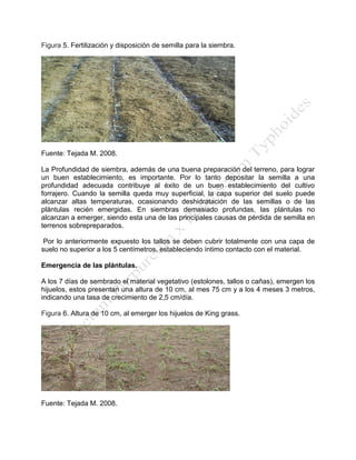 Figura 5. Fertilización y disposición de semilla para la siembra. 
Fuente: Tejada M. 2008. 
La Profundidad de siembra, además de una buena preparación del terreno, para lograr un buen establecimiento, es importante. Por lo tanto depositar la semilla a una profundidad adecuada contribuye al éxito de un buen establecimiento del cultivo forrajero. Cuando la semilla queda muy superficial, la capa superior del suelo puede alcanzar altas temperaturas, ocasionando deshidratación de las semillas o de las plántulas recién emergidas. En siembras demasiado profundas, las plántulas no alcanzan a emerger, siendo esta una de las principales causas de pérdida de semilla en terrenos sobrepreparados. 
Por lo anteriormente expuesto los tallos se deben cubrir totalmente con una capa de suelo no superior a los 5 centímetros, estableciendo íntimo contacto con el material. 
Emergencia de las plántulas. 
A los 7 días de sembrado el material vegetativo (estolones, tallos o cañas), emergen los hijuelos, estos presentan una altura de 10 cm, al mes 75 cm y a los 4 meses 3 metros, indicando una tasa de crecimiento de 2,5 cm/día. 
Figura 6. Altura de 10 cm, al emerger los hijuelos de King grass. 
Fuente: Tejada M. 2008. 
 