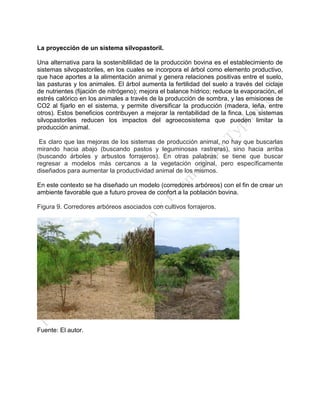 La proyección de un sistema silvopastoril. 
Una alternativa para la sosteniblilidad de la producción bovina es el establecimiento de sistemas silvopastoriles, en los cuales se incorpora el árbol como elemento productivo, que hace aportes a la alimentación animal y genera relaciones positivas entre el suelo, las pasturas y los animales. El árbol aumenta la fertilidad del suelo a través del ciclaje de nutrientes (fijación de nitrógeno); mejora el balance hídrico; reduce la evaporación, el estrés calórico en los animales a través de la producción de sombra, y las emisiones de CO2 al fijarlo en el sistema, y permite diversificar la producción (madera, leña, entre otros). Estos beneficios contribuyen a mejorar la rentabilidad de la finca. Los sistemas silvopastoriles reducen los impactos del agroecosistema que pueden limitar la producción animal. 
Es claro que las mejoras de los sistemas de producción animal, no hay que buscarlas mirando hacia abajo (buscando pastos y leguminosas rastreras), sino hacia arriba (buscando árboles y arbustos forrajeros). En otras palabras; se tiene que buscar regresar a modelos más cercanos a la vegetación original, pero específicamente diseñados para aumentar la productividad animal de los mismos. 
En este contexto se ha diseñado un modelo (corredores arbóreos) con el fin de crear un ambiente favorable que a futuro provea de confort a la población bovina. 
Figura 9. Corredores arbóreos asociados con cultivos forrajeros. 
Fuente: El autor. 
 