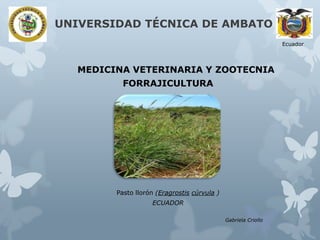 UNIVERSIDAD TÉCNICA DE AMBATO
Ecuador

MEDICINA VETERINARIA Y ZOOTECNIA

FORRAJICULTURA

Pasto llorón (Eragrostis cúrvula )
ECUADOR
Gabriela Criollo

 