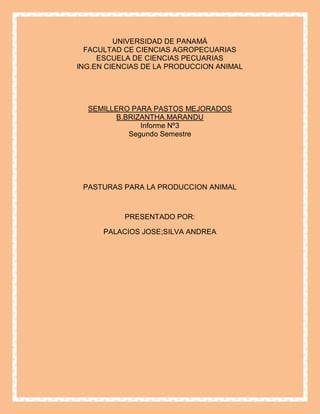UNIVERSIDAD DE PANAMÁ
  FACULTAD CE CIENCIAS AGROPECUARIAS
     ESCUELA DE CIENCIAS PECUARIAS
ING.EN CIENCIAS DE LA PRODUCCION ANIMAL




  SEMILLERO PARA PASTOS MEJORADOS
        B.BRIZANTHA.MARANDU
              Informe Nº3
           Segundo Semestre




 PASTURAS PARA LA PRODUCCION ANIMAL



           PRESENTADO POR:

      PALACIOS JOSE;SILVA ANDREA
 