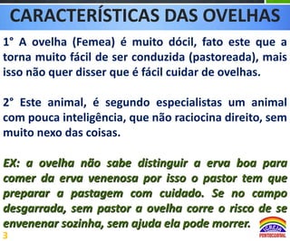 CARACTERÍSTICAS DAS OVELHAS
1° A ovelha (Femea) é muito dócil, fato este que a
torna muito fácil de ser conduzida (pastoreada), mais
isso não quer disser que é fácil cuidar de ovelhas.
2° Este animal, é segundo especialistas um animal
com pouca inteligência, que não raciocina direito, sem
muito nexo das coisas.
EX: a ovelha não sabe distinguir a erva boa para
comer da erva venenosa por isso o pastor tem que
preparar a pastagem com cuidado. Se no campo
desgarrada, sem pastor a ovelha corre o risco de se
envenenar sozinha, sem ajuda ela pode morrer.
3

 