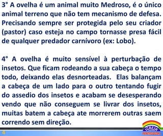 3° A ovelha é um animal muito Medroso, é o único
animal terreno que não tem mecanismo de defesa.
Precisando sempre ser protegida pelo seu criador
(pastor) caso esteja no campo tornasse presa fácil
de qualquer predador carnívoro (ex: Lobo).
4° A ovelha é muito sensível à perturbação de
insetos. Que ficam rodeando a sua cabeça o tempo
todo, deixando elas desnorteadas. Elas balançam
a cabeça de um lado para o outro tentando fugir
do assedio dos insetos e acabam se desesperando
vendo que não conseguem se livrar dos insetos,
muitas batem a cabeça ate morrerem outras saem
correndo sem direção.
4

 