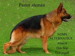 Pastor alemán NOMS ALTERNATIUS  Alsacià Gos llop Gos pigall 