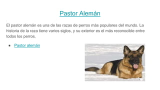 Pastor Alemán
El pastor alemán es una de las razas de perros más populares del mundo. La
historia de la raza tiene varios siglos, y su exterior es el más reconocible entre
todos los perros.
● Pastor alemán
 