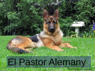 El Pastor Alemanyhttp://imagenes.4ever.eu
 