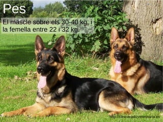 Pes
El mascle sobre els 30-40 kg, i
la femella entre 22 i 32 kg.
http://clinicacadizveterinaria.es
 