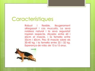 CaracterístiquesRobust i flexible, lleugeramentallargassat i cosmusculós. La sevanoblesa natural i la sevaseguretat inspiren respecte. Alçada: entre 60 i 65cm el mascle, i la femella entre 55cm i 60cm. Pes: El mascle sobre els 30-40 kg, i la femella entre 22 i 32 kg. Esperança de vida: de 13 a 15 anys.
