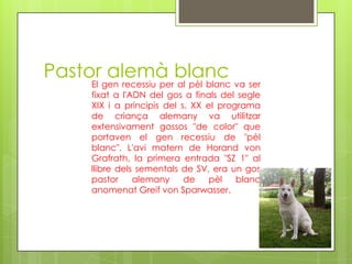 Pastor alemà blancEl gen recessiu per al pèlblanc va ser fixat a l'ADN del gos a finals del segle XIX i a principis del s. XX el programa de criançaalemany va utilitzarextensivamentgossos "de color" que portaven el gen recessiu de "pèlblanc". L'avimatern de Horand von Grafrath, la primera entrada "SZ 1" al llibredelssementals de SV, era un gos pastor alemany de pèlblancanomenatGreif von Sparwasser.