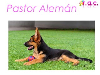 Pastor Alemán 