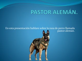 En esta presentación hablare sobre la raza de perro llamada
pastor alemán.
 